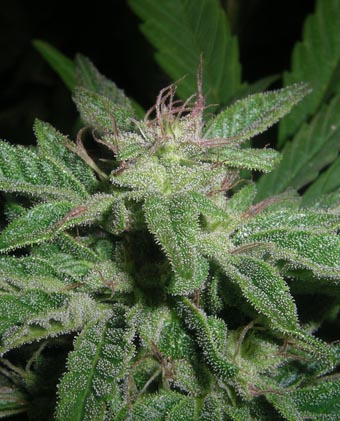 Avalon Breeders pack - Image 5