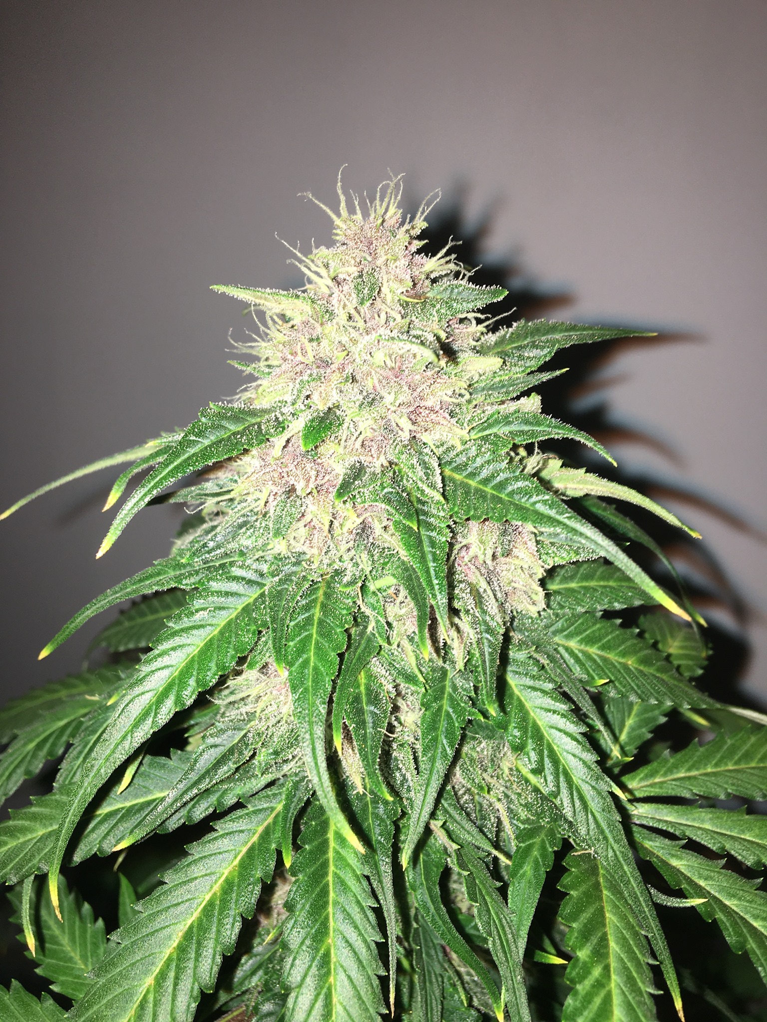 BC Blueberry auto - Image 5