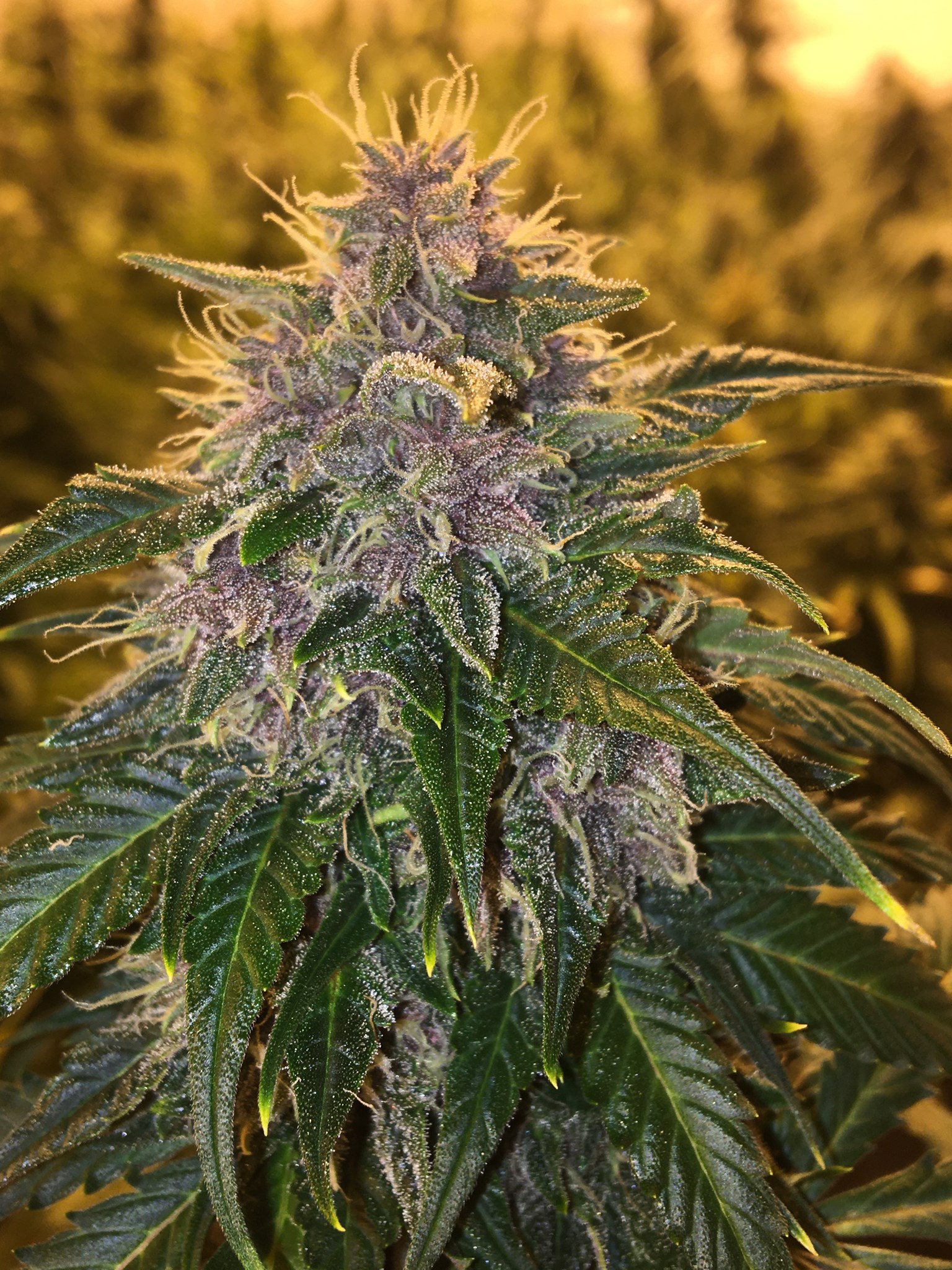 BC Blueberry auto - Image 6