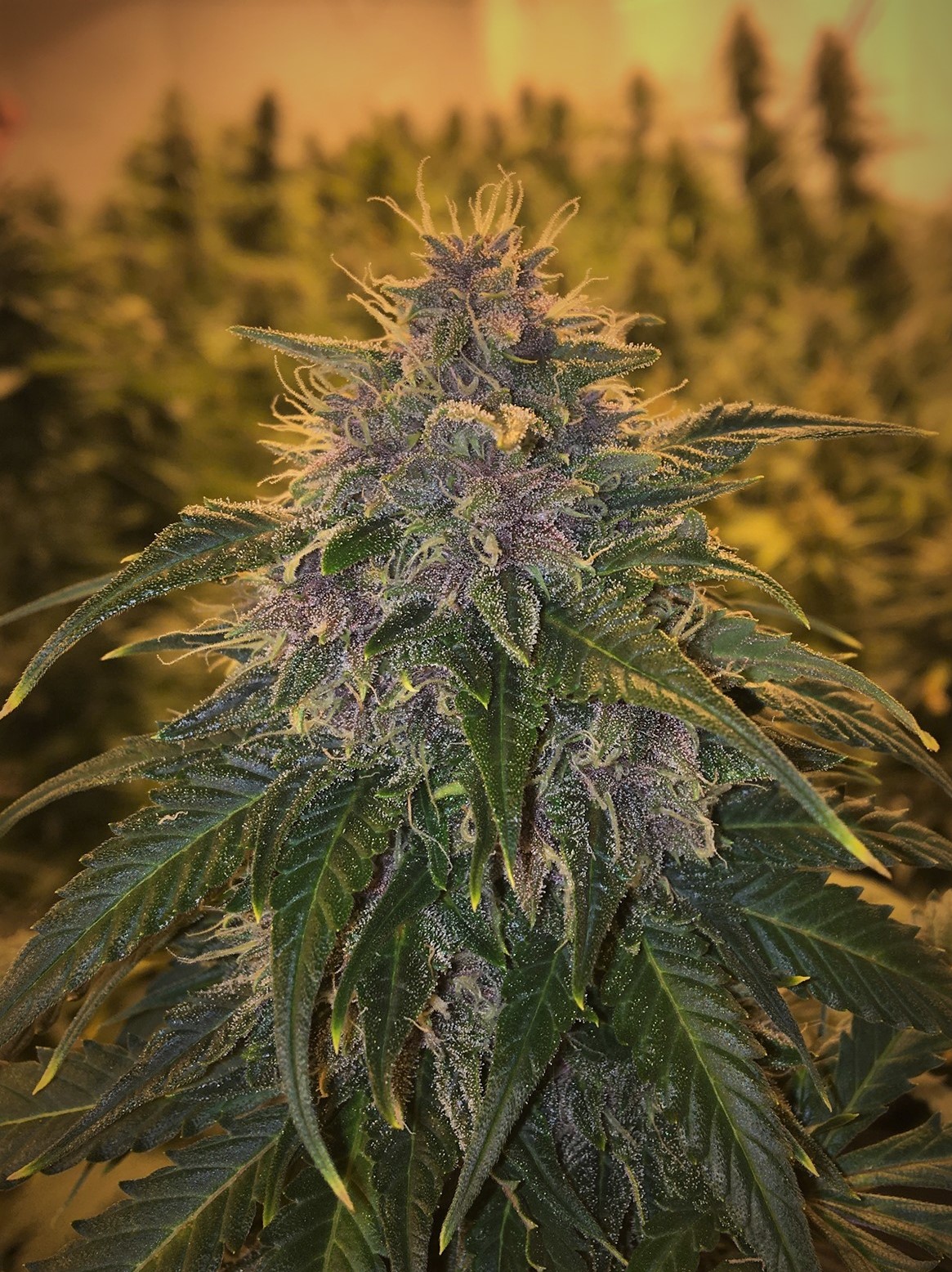 BC Blueberry auto - Image 7