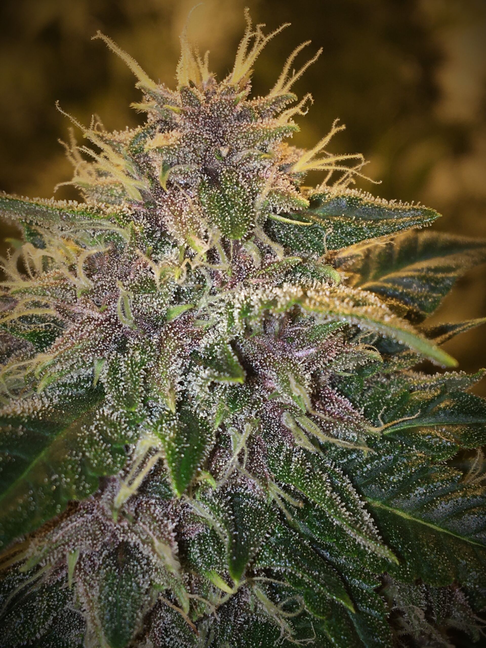 BC Blueberry auto - Image 8