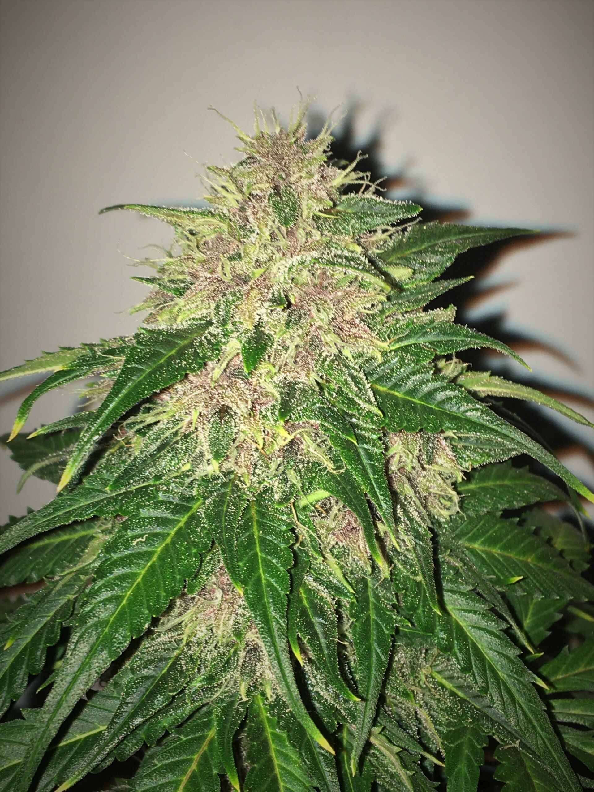 BC Blueberry auto - Image 9