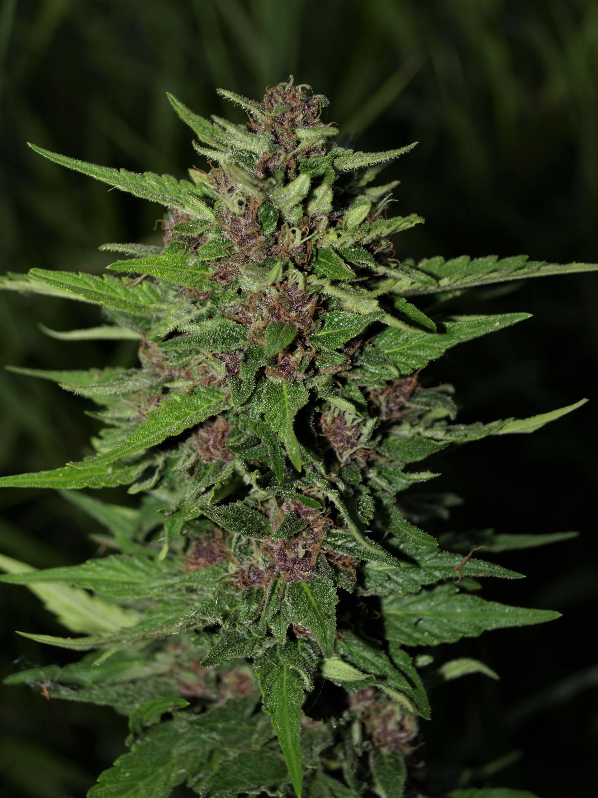 BC Blueberry auto - Image 3