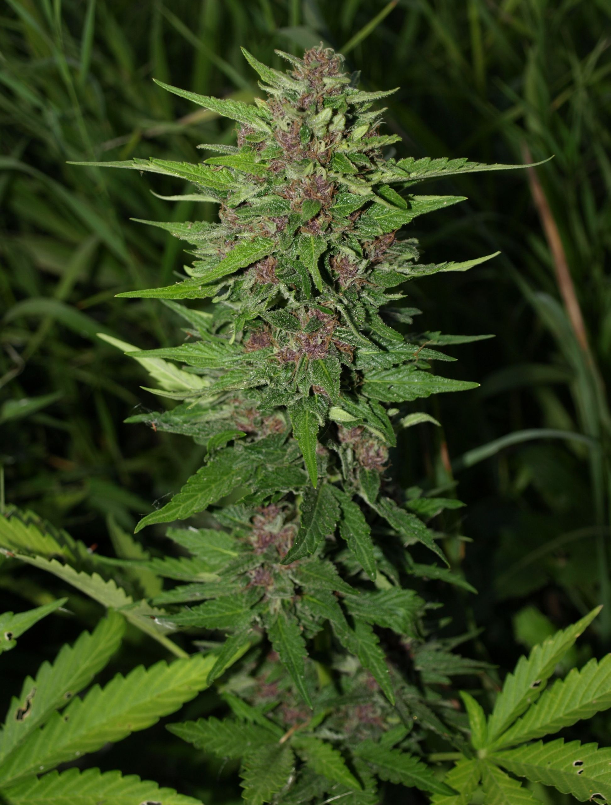 BC Blueberry auto - Image 2