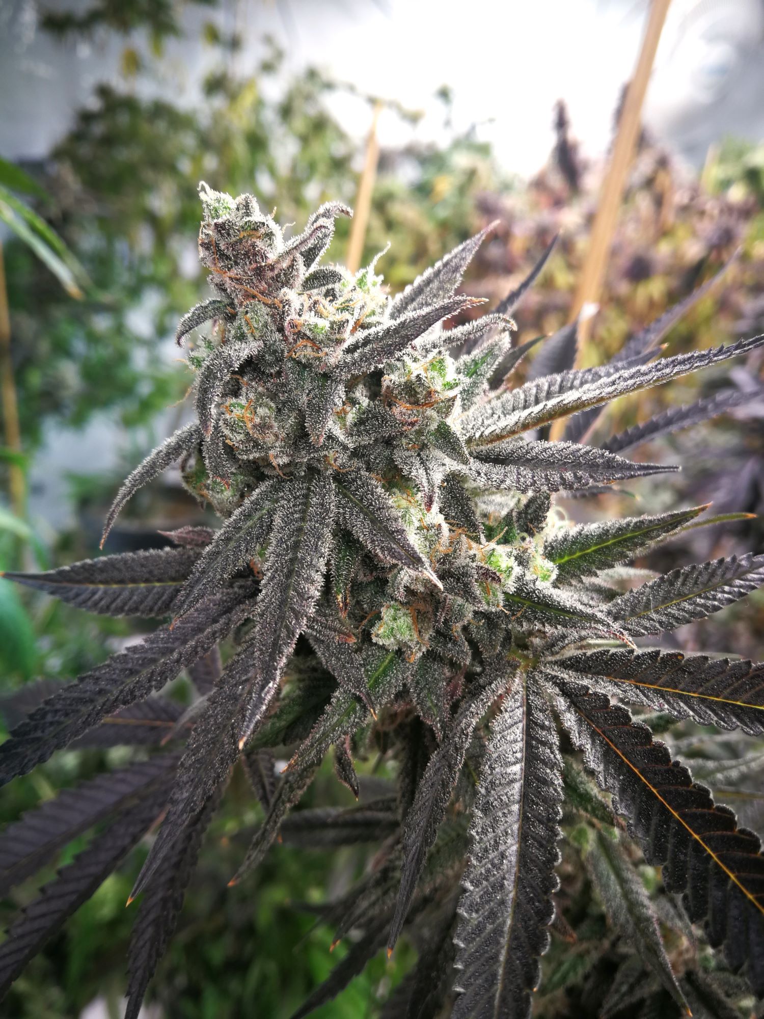 Blue Dynamite - Image 2
