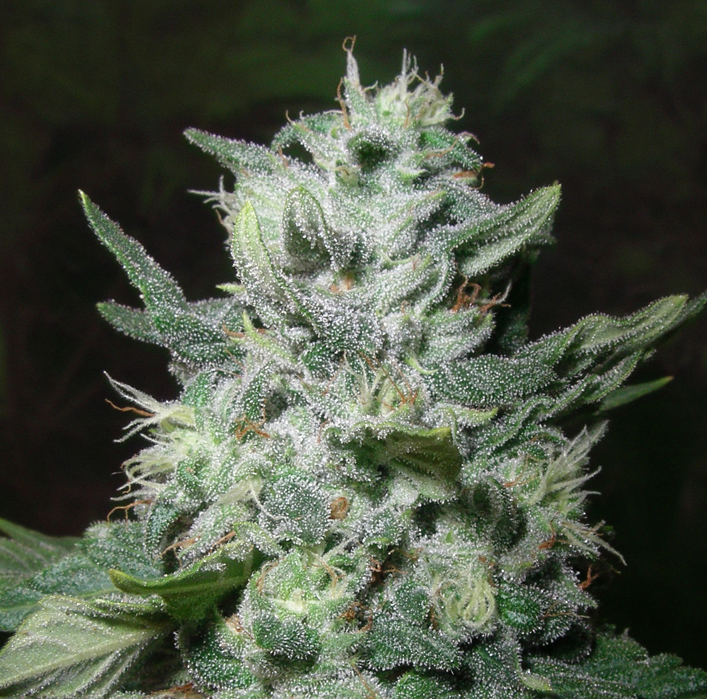 Romulan-Kush-close-up.jpg