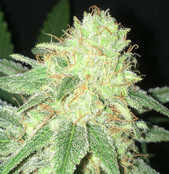 Romulan-x-Hawaiian-Sativa.jpg