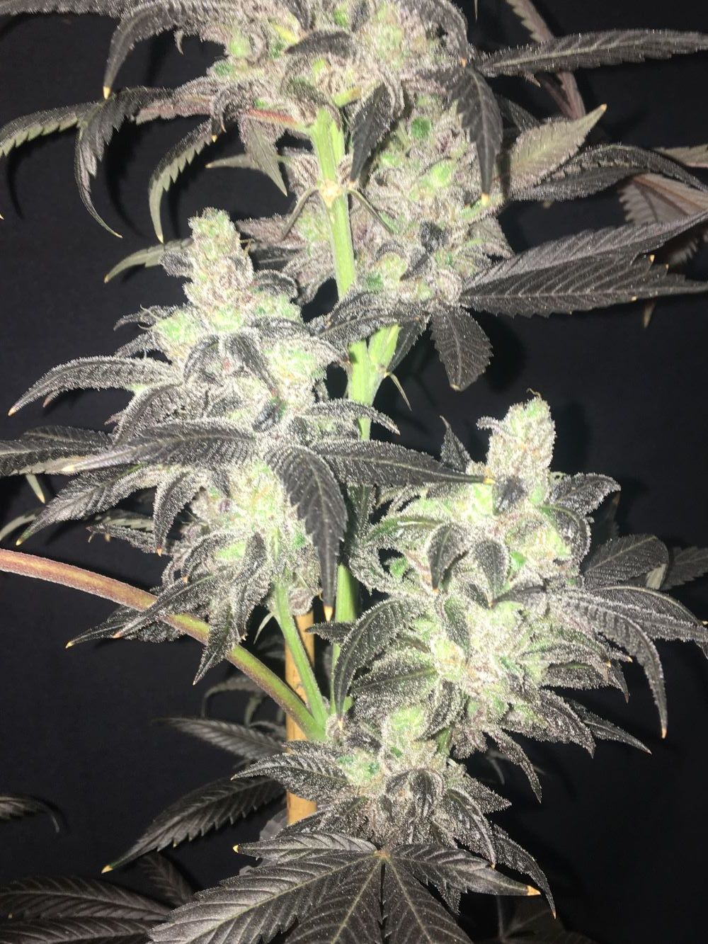 Blue Dynamite - Image 3