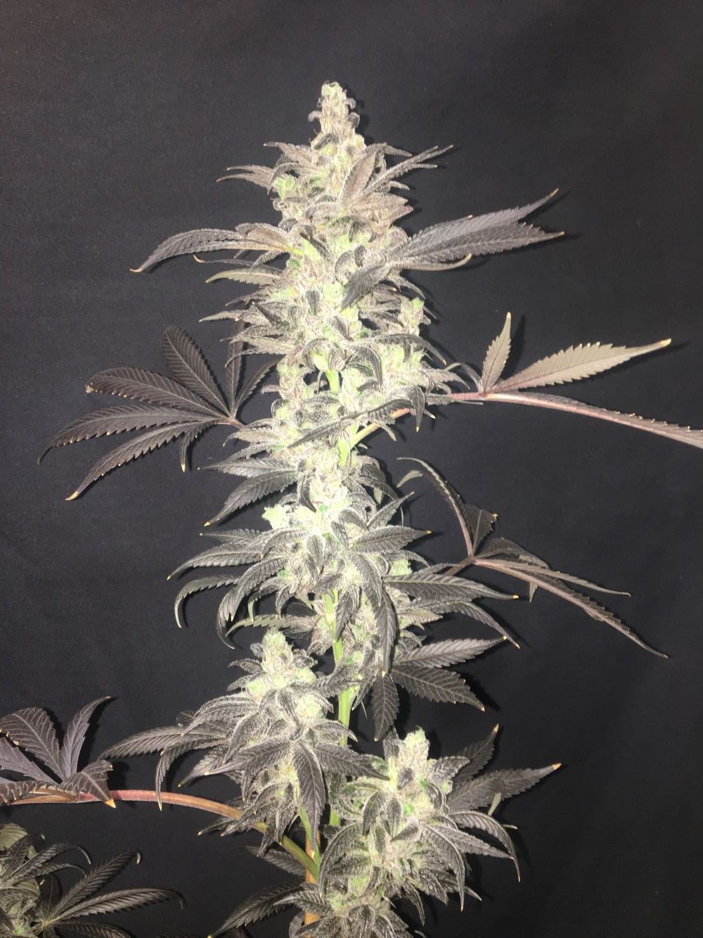 Blue Dynamite - Image 4