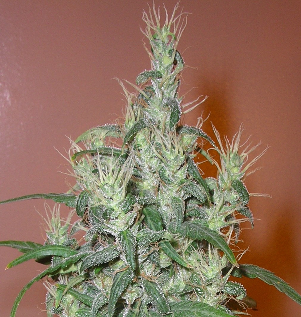 romulan-haze-2.jpg